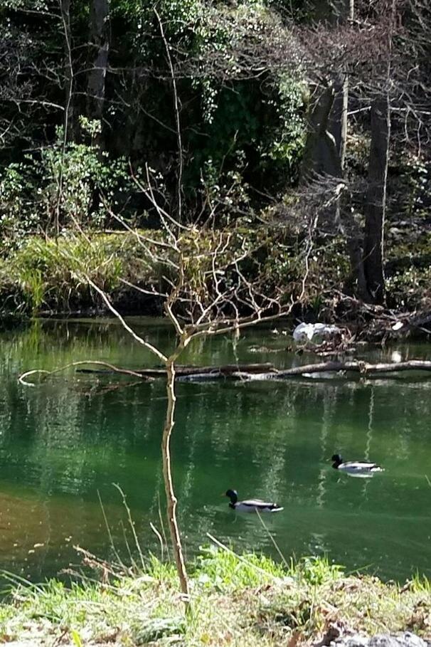 Le Moulin Aux Chandelles 2, Vacances & W-E, Vues Riviere, Montagne & Ville, Tout Confort Deconnecte, Eclairage Bougies, Connexions A 200M Au Centre Le Vigan Gite Les Amoureux De L'Arre, Randonnee Chemin De Saint-Guilhem-Le-Desert, Lire Profil Avant R المظهر الخارجي الصورة